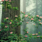 The Untamed Beauty of Africa’s Wilderness